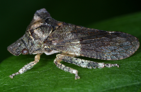 Echte Ohrzikade (Ledra aurita) - © Gernot Kunz